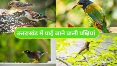 Birds In Uttarakhand (2)